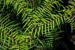 Gleichenia dicarpa