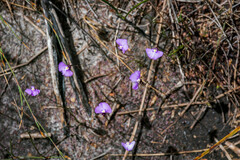 Utricularia dichotoma