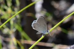 Eicochrysops messapus