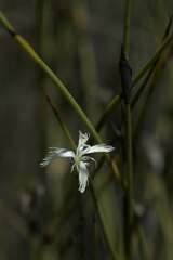 Dianthus bolusii