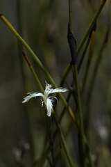 Dianthus bolusii