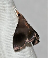 Hemiscopis violacea