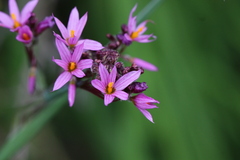 Olsynium scirpoideum