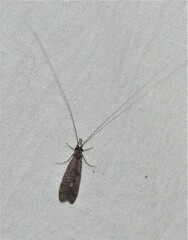 Triplectidinae