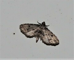 Sufetula hemiophthalma