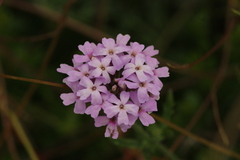 Glandularia laciniata