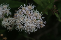 Aristeguietia salvia