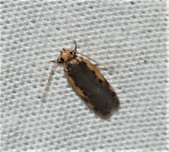 Hoplostega ochroma