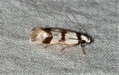 Chezala brachypepla