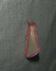 Heliothis galatheae