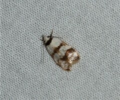 Chezala brachypepla