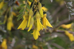 Sophora macrocarpa