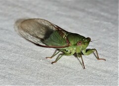 Chlorocysta vitripennis