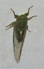 Chlorocysta vitripennis
