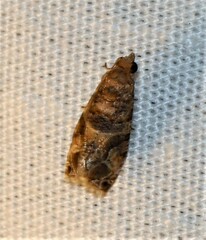Lobesia transtrifera