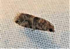 Lobesia transtrifera