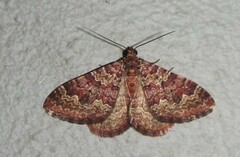 Mimoclystia undulosata