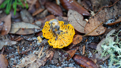 Cantharellus