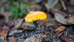Cantharellus