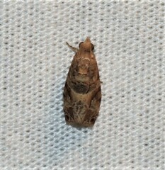Lobesia physophora