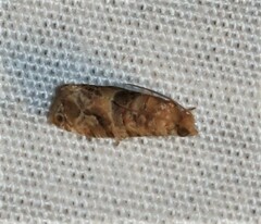 Lobesia physophora