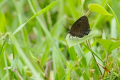 Arhopala