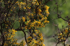 Adesmia confusa