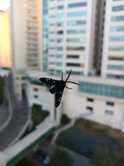 Chrysocale principalis