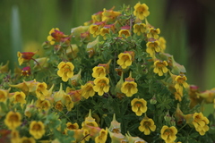 Tropaeolum brachyceras