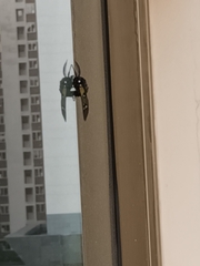 Chrysocale principalis