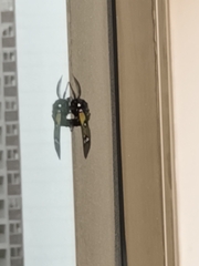 Chrysocale principalis