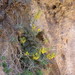 Verbascum arcturus - Photo (c) arnaudbrahier, algunos derechos reservados (CC BY-NC), subido por arnaudbrahier