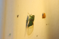 Chlorocysta vitripennis