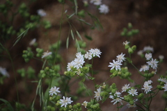 Moscharia pinnatifida