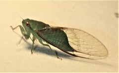 Chlorocysta vitripennis