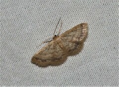 Idaea trypheropa