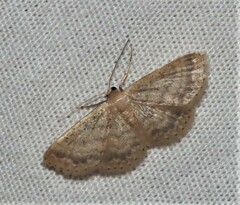 Idaea trypheropa