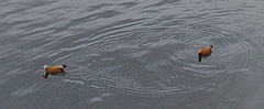 Tadorna ferruginea