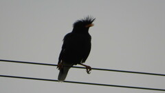 Acridotheres grandis