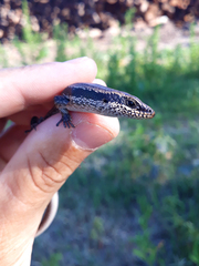 Notomabuya frenata
