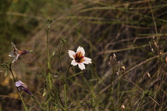 Salpiglossis sinuata