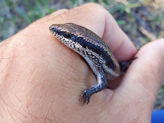 Notomabuya frenata