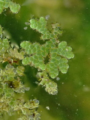 Azolla filiculoides