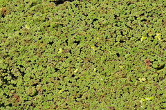Azolla filiculoides
