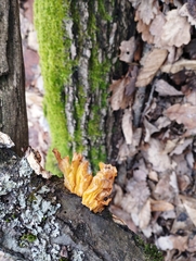 Naematelia aurantia