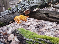 Naematelia aurantia