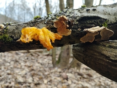 Naematelia aurantia