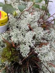 Cladonia arbuscula