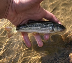 Nocomis leptocephalus