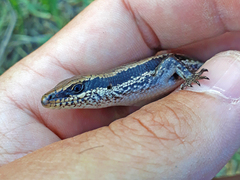 Notomabuya frenata